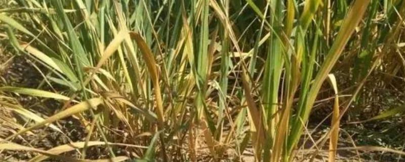 小麦根腐病有什么症状，成株叶片上产生圆形或椭圆形褐斑