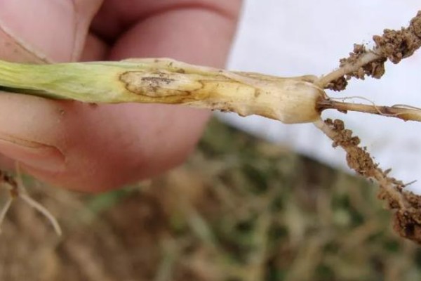 小麦根腐病有什么症状,成株叶片上产生圆形或椭圆形褐斑