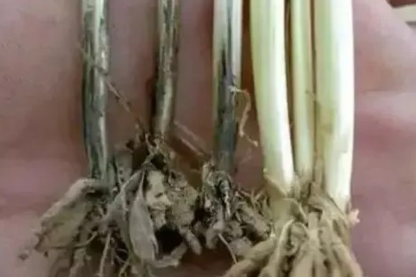 小麦根腐病有什么症状,成株叶片上产生圆形或椭圆形褐斑