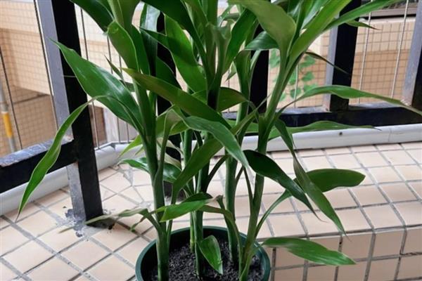 让富贵竹更旺盛的方法，室内温度保持在16-26℃
