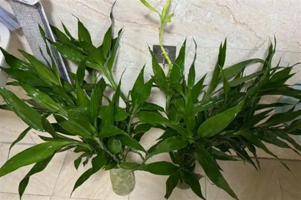 让富贵竹更旺盛的方法，室内温度保持在16-26℃