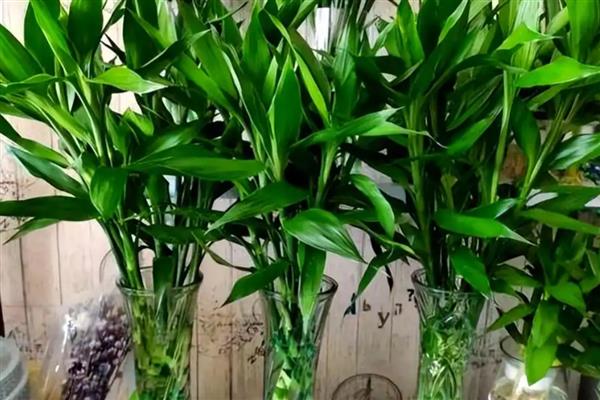 让富贵竹更旺盛的方法，室内温度保持在16-26℃