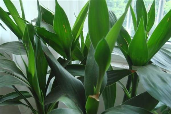 让富贵竹更旺盛的方法，室内温度保持在16-26℃