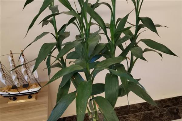 让富贵竹更旺盛的方法，室内温度保持在16-26℃