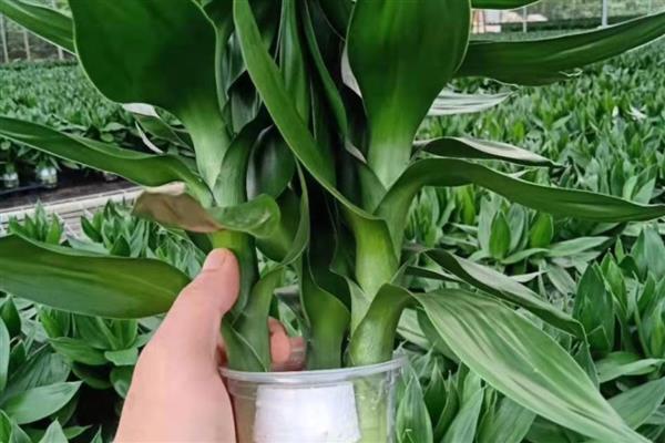 让富贵竹更旺盛的方法，室内温度保持在16-26℃