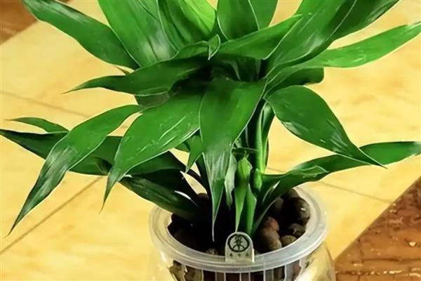 让富贵竹更旺盛的方法，室内温度保持在16-26℃
