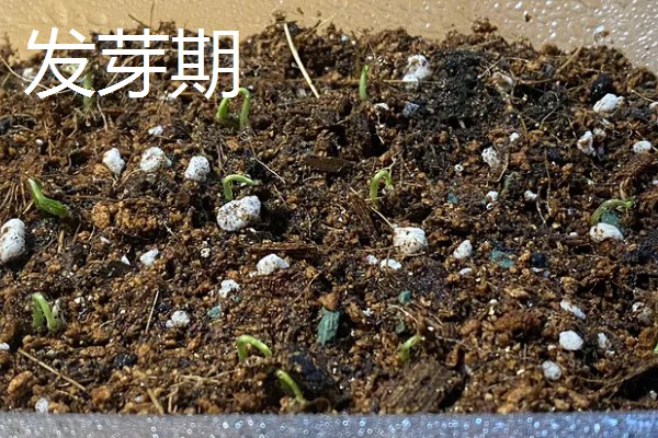 辣椒耐寒最低温度,温度低于5℃时容易冻死