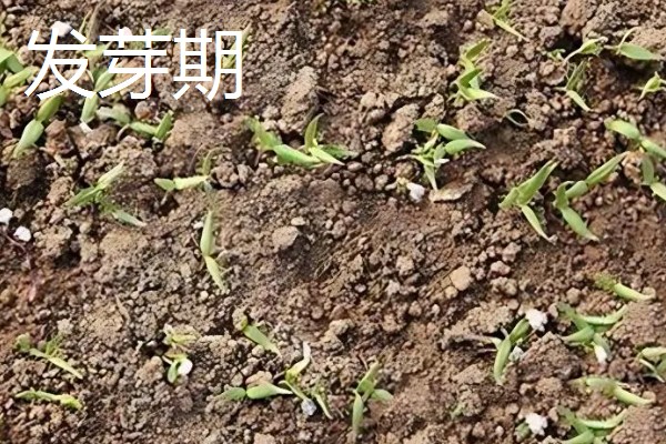 辣椒耐寒最低温度,温度低于5℃时容易冻死
