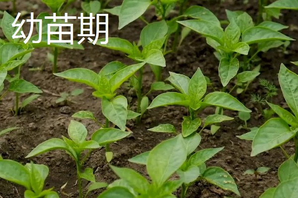 辣椒耐寒最低温度,温度低于5℃时容易冻死