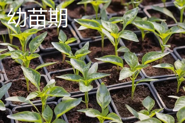 辣椒耐寒最低温度,温度低于5℃时容易冻死