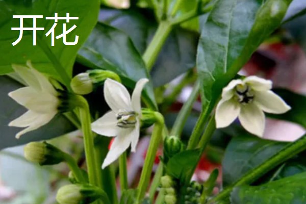 辣椒耐寒最低温度,温度低于5℃时容易冻死