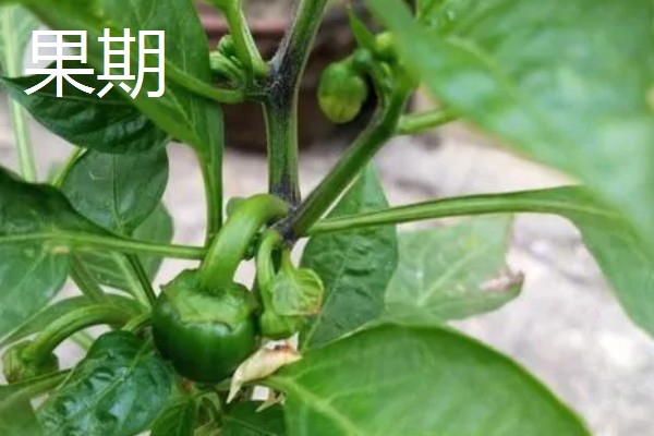 辣椒耐寒最低温度,温度低于5℃时容易冻死