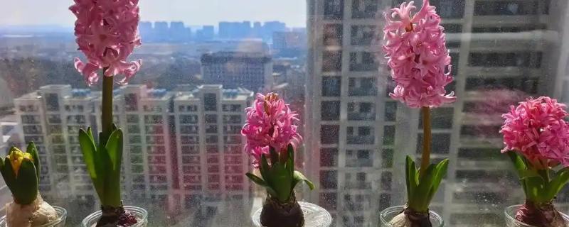 风信子怎么水培，每隔3-4天换一次水