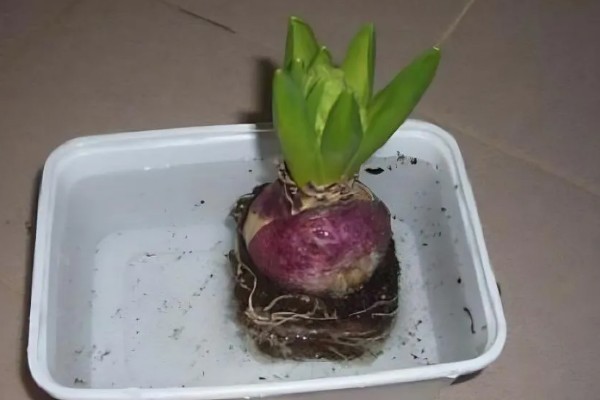 风信子怎么水培，每隔3-4天换一次水