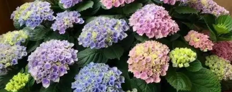 绣球花怎么养殖，平时放在阴凉通风的半阴处