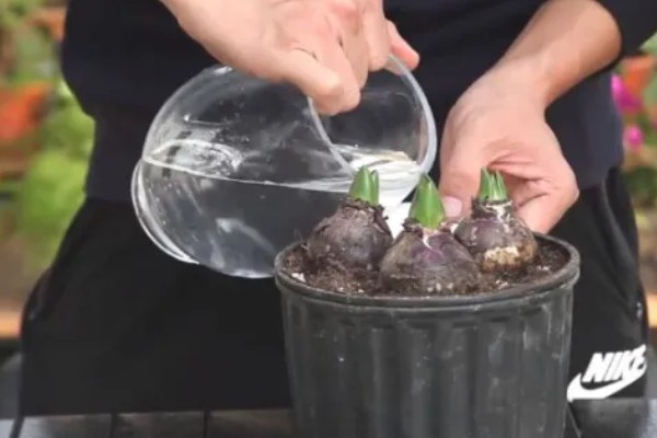 风信子怎么水培，每隔3-4天换一次水