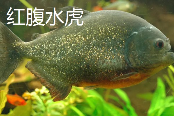 冷水鱼的品种，常见红腹水虎、鲟鱼、金鱼等种类