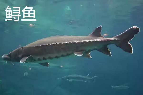 冷水鱼的品种，常见红腹水虎、鲟鱼、金鱼等种类