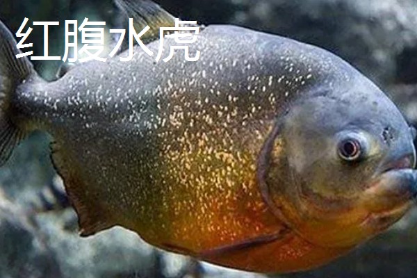 冷水鱼的品种，常见红腹水虎、鲟鱼、金鱼等种类