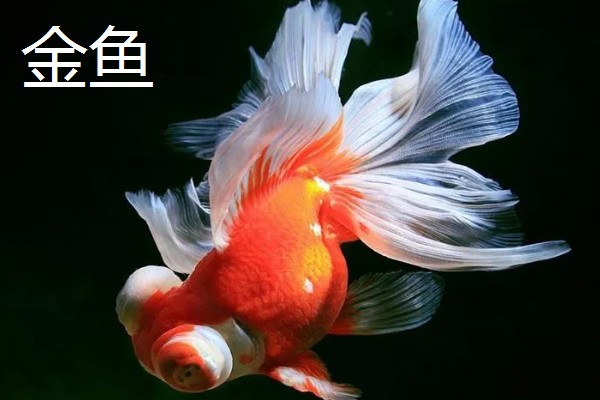 冷水鱼的品种，常见红腹水虎、鲟鱼、金鱼等种类