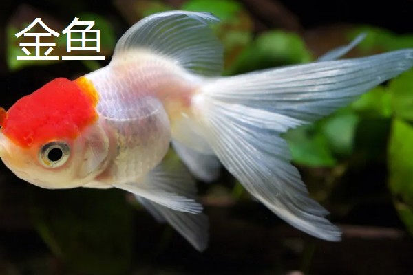 冷水鱼的品种，常见红腹水虎、鲟鱼、金鱼等种类