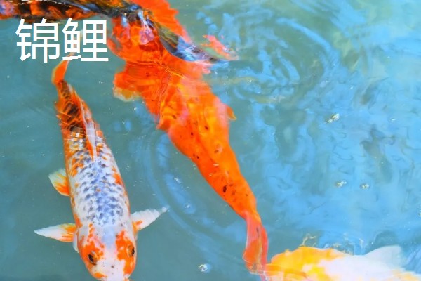 冷水鱼的品种，常见红腹水虎、鲟鱼、金鱼等种类