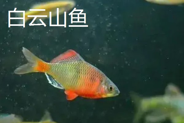 冷水鱼的品种，常见红腹水虎、鲟鱼、金鱼等种类