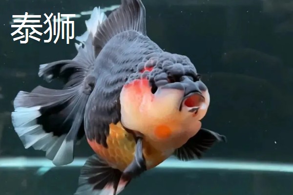 冷水鱼的品种，常见红腹水虎、鲟鱼、金鱼等种类