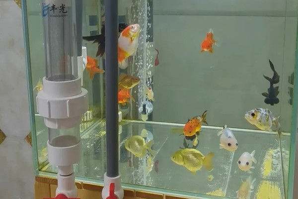 冷水鱼的品种，常见红腹水虎、鲟鱼、金鱼等种类