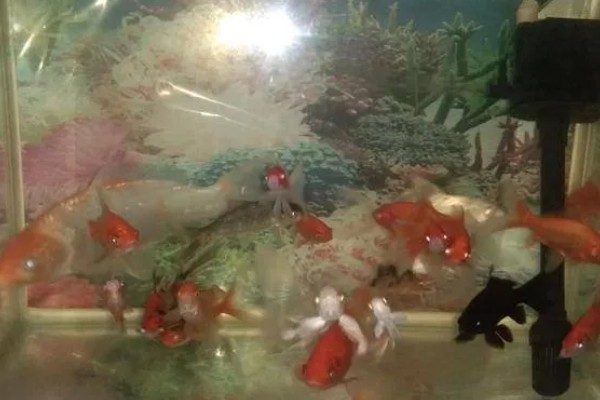 冷水鱼的品种，常见红腹水虎、鲟鱼、金鱼等种类