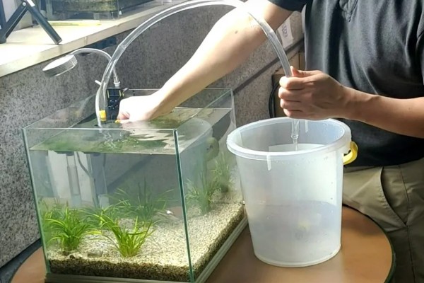 冷水鱼的品种，常见红腹水虎、鲟鱼、金鱼等种类