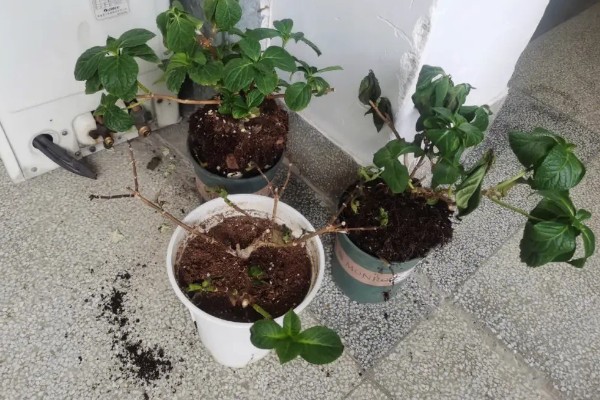 绣球花怎么养殖，平时放在阴凉通风的半阴处