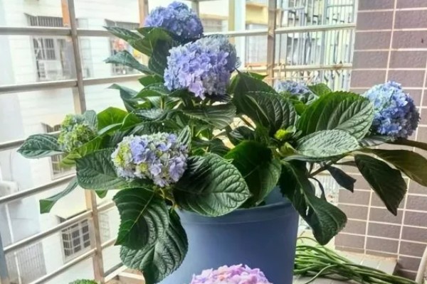 绣球花怎么养殖，平时放在阴凉通风的半阴处
