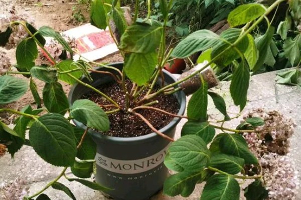 绣球花怎么养殖，平时放在阴凉通风的半阴处