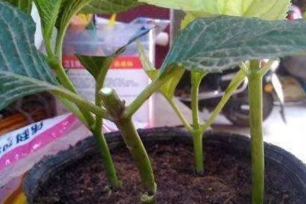 绣球花怎么养殖，平时放在阴凉通风的半阴处