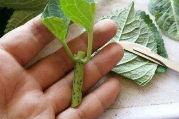 绣球花怎么养殖，平时放在阴凉通风的半阴处