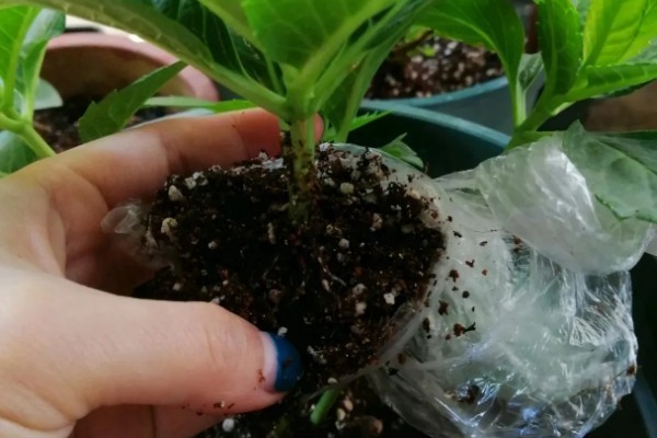 绣球花怎么养殖，平时放在阴凉通风的半阴处