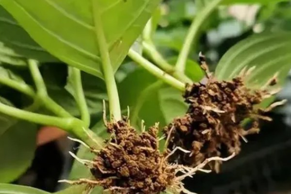 绣球花怎么养殖，平时放在阴凉通风的半阴处