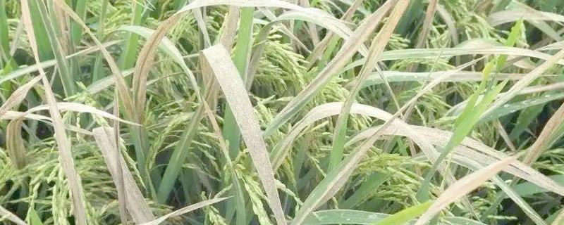 水稻白叶枯病的防治方法，三叶期和移栽前可喷施三氯异氰脲酸