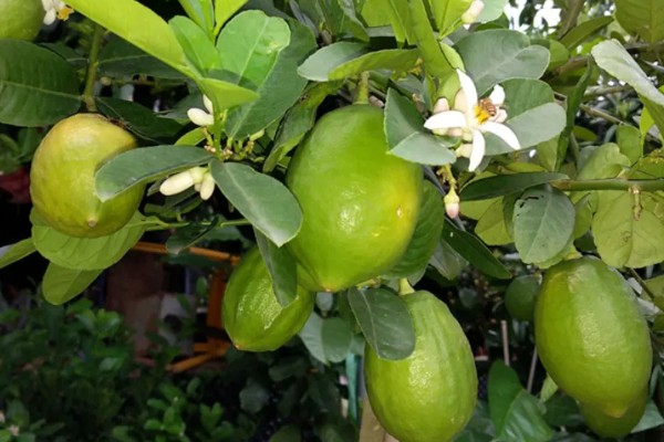 柠檬种植多久会挂果，经过3年左右才能结出果实