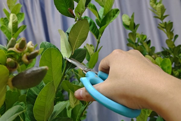 柠檬种植多久会挂果，经过3年左右才能结出果实