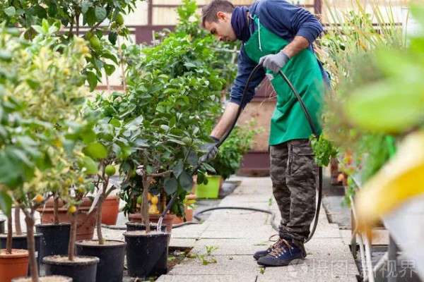 柠檬种植多久会挂果，经过3年左右才能结出果实