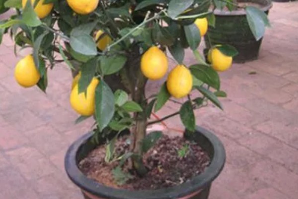 柠檬种植多久会挂果，经过3年左右才能结出果实