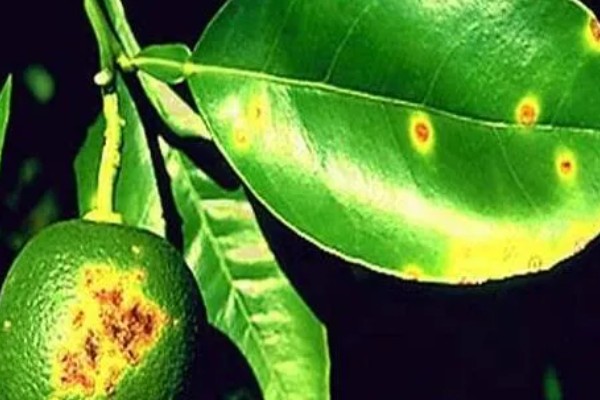 柠檬种植多久会挂果，经过3年左右才能结出果实