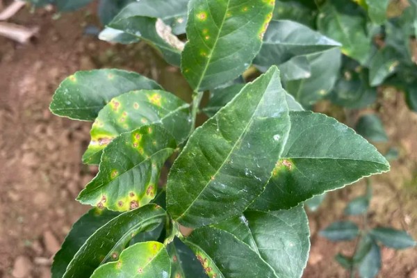 柠檬种植多久会挂果，经过3年左右才能结出果实