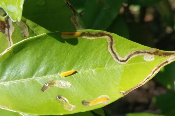 柠檬种植多久会挂果，经过3年左右才能结出果实