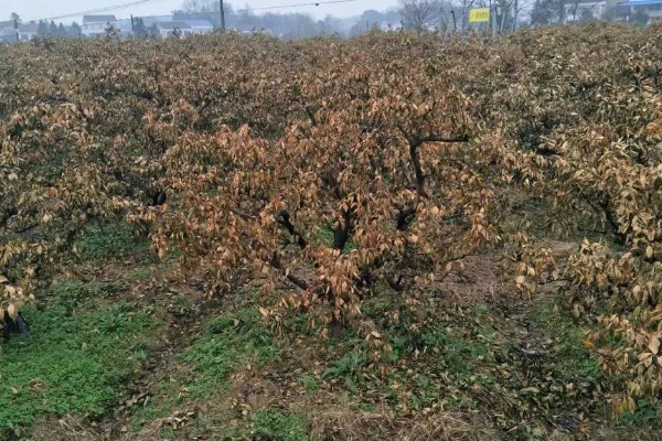 柠檬种植多久会挂果，经过3年左右才能结出果实