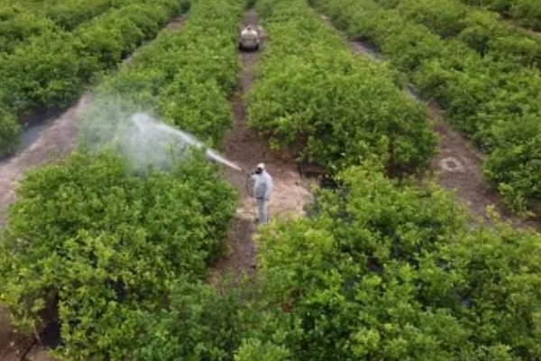 柠檬种植多久会挂果，经过3年左右才能结出果实