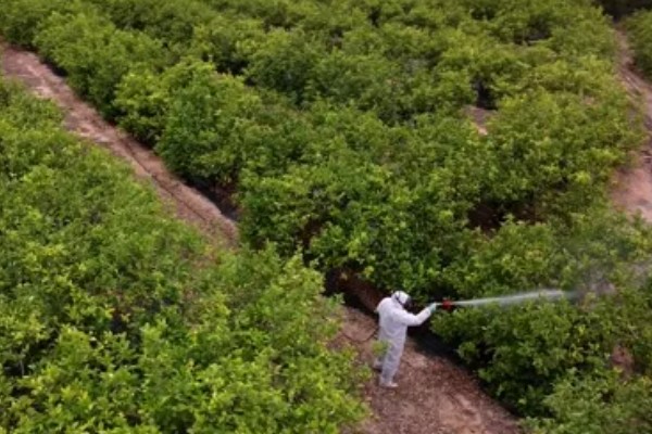 柠檬种植多久会挂果，经过3年左右才能结出果实