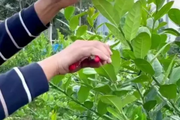 柠檬种植多久会挂果，经过3年左右才能结出果实